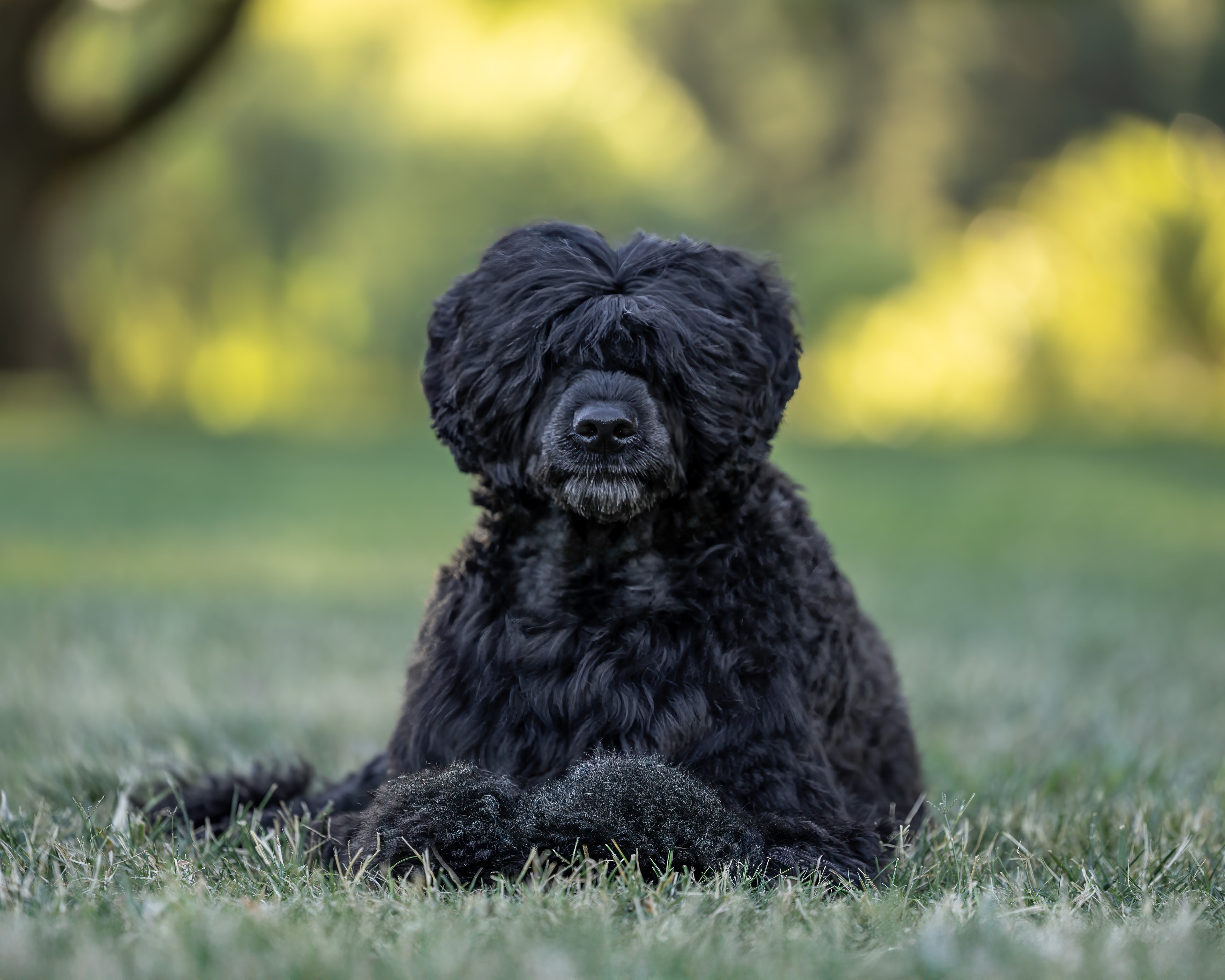 Wrigley — Sire